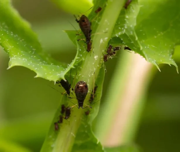 Afidi nell’orto come eliminarli