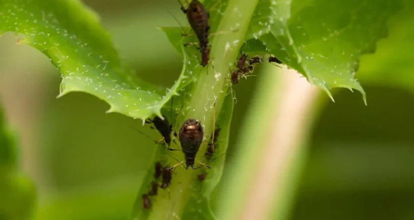 Afidi nell’orto come eliminarli