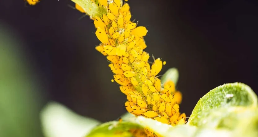 Afidi gialli nell’orto come eliminarli