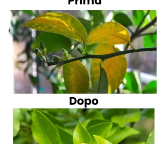 Concime per Foglie Ingiallite – Rimedio contro la Carenza di Ferro