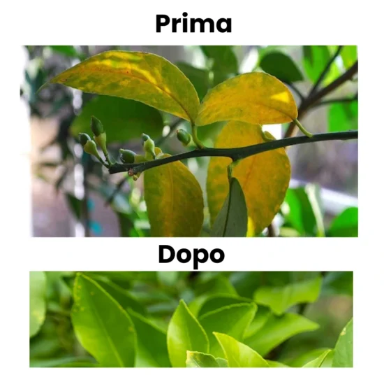 Concime per Foglie Ingiallite – Rimedio contro la Carenza di Ferro