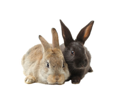 Conigli da allevamento