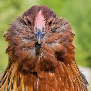 Gallina Civetta Barbuta