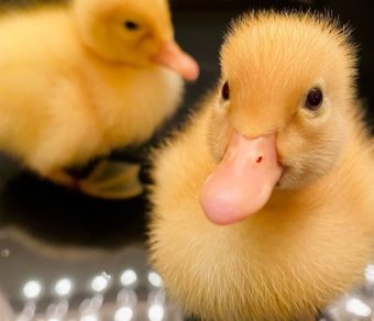 Anatra Muta in Vendita per Giardino e Allevamento Amatoriale