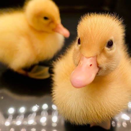 Anatra Muta in Vendita per Giardino e Allevamento Amatoriale