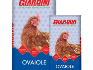 Mangime per Galline Ovaiole in farina