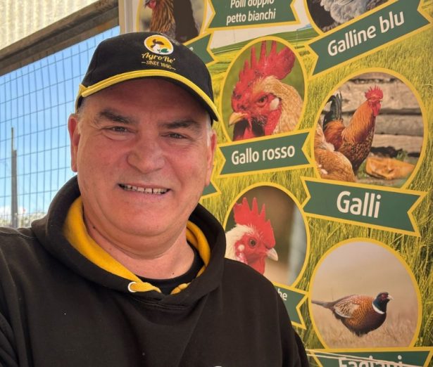 vendita polli e galline roma