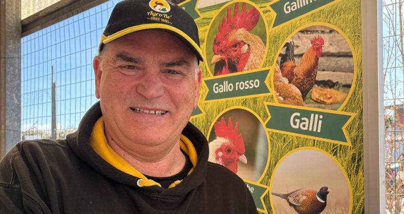 vendita polli e galline roma