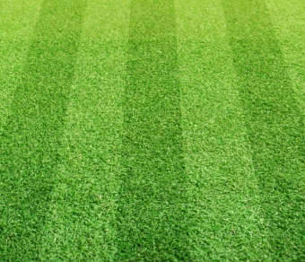 Semi Prato Campi Sportivi 1 kg – Miscuglio Resistente al Calpestio