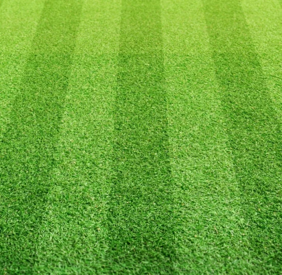 Semi Prato Campi Sportivi 1 kg – Miscuglio Resistente al Calpestio