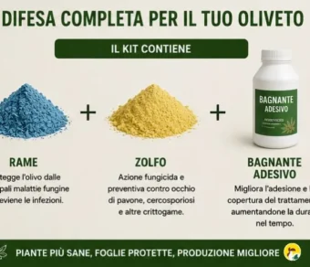 Trattamento malattie fungine olivo - Occhio di pavone