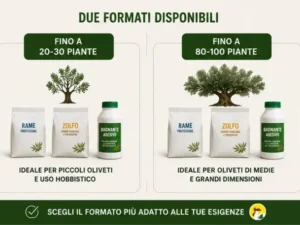 Trattamento Malattie Fungine Olivo contro occhio di pavone e cercosporiosi