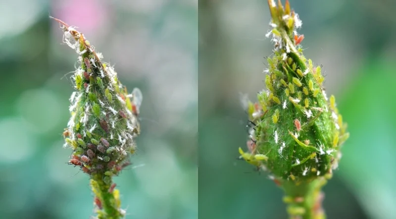 diversi tipi di afidi sul bocciolo delle rose