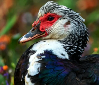 Anatra Muta in Vendita per Giardino e Allevamento Amatoriale
