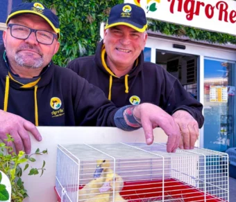 Anatra Muta in Vendita per Giardino e Allevamento Amatoriale