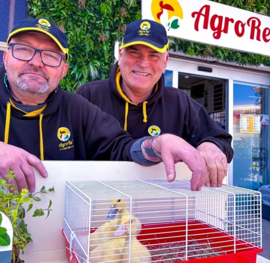 Anatra Muta in Vendita per Giardino e Allevamento Amatoriale