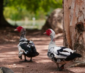 Anatra Muta in Vendita per Giardino e Allevamento Amatoriale