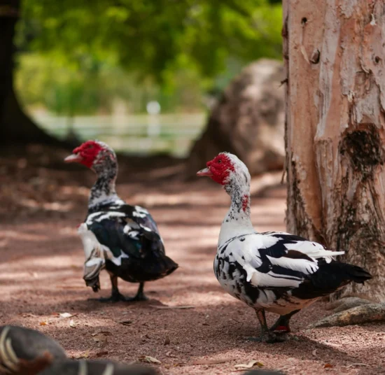 Anatra Muta in Vendita per Giardino e Allevamento Amatoriale