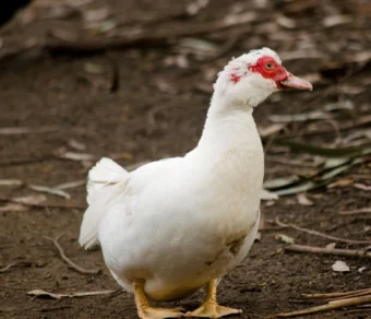 Anatra Muta in Vendita per Giardino e Allevamento Amatoriale