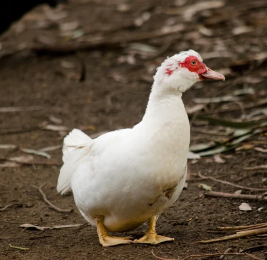Anatra Muta in Vendita per Giardino e Allevamento Amatoriale
