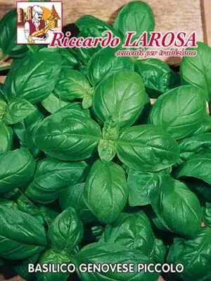 Semi di Basilico Genovese Piccolo