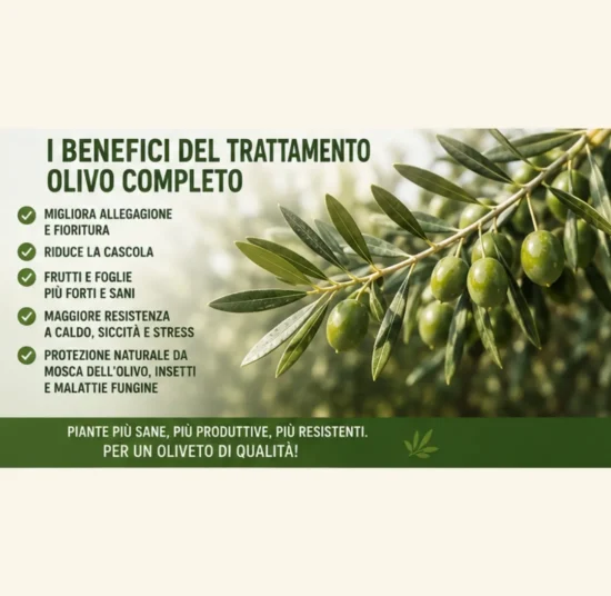 Trattamento Olivo Completo