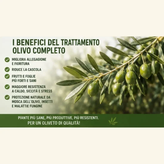 Benefici del trattamento olivo completo per allegagione, cascola, resistenza e difesa della pianta.