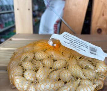 Bulbi di cipolle da seminare