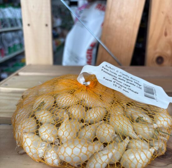 Bulbi di cipolle da seminare
