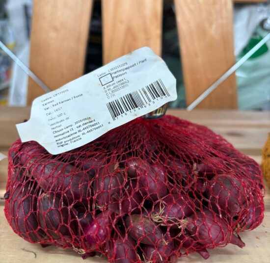 Bulbi di cipolle da seminare