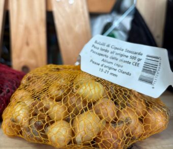 Bulbi di cipolle da seminare