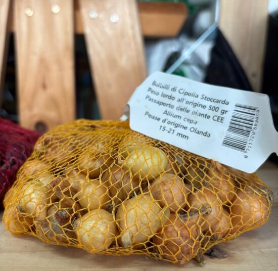 Bulbi di cipolle da seminare