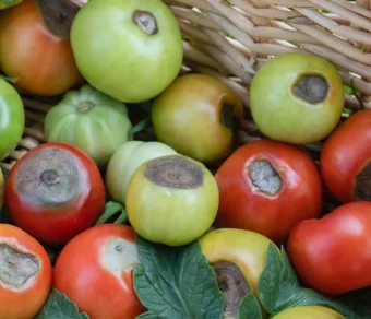 Concime calcio magnesio pomodori - contro il Marciume Apicale