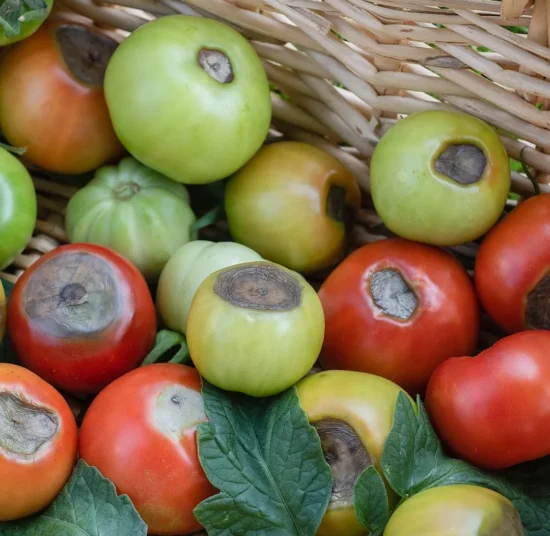 Concime calcio magnesio pomodori - contro il Marciume Apicale
