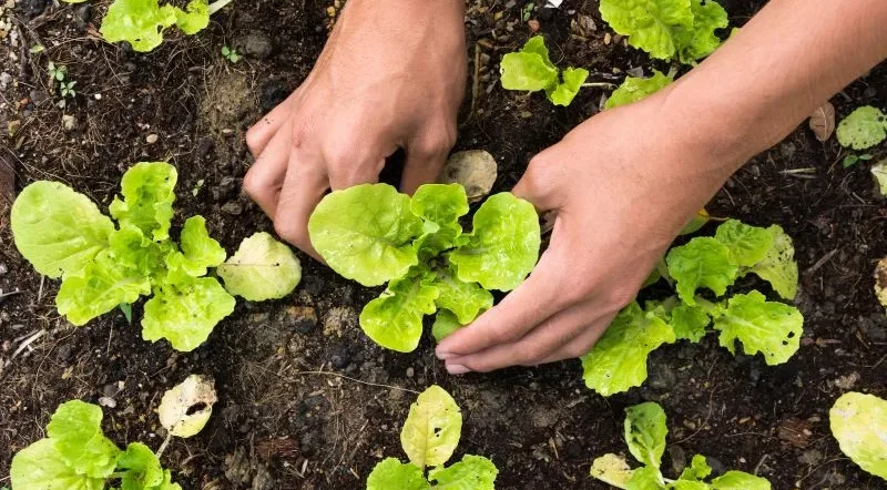 calendario semine mese per mese insalate