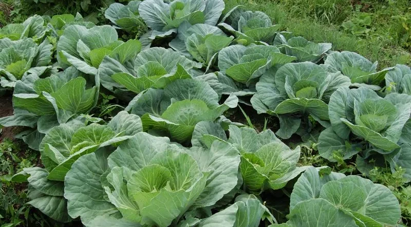 calendario semine mese per mese: l'orto invernale