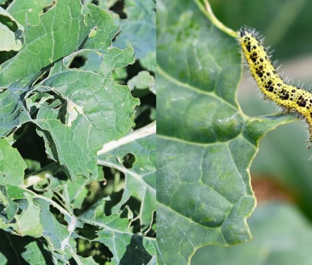 Danni causati dalla cavolaia su foglie di cavolo e bruco giallo della cavolaia in attività