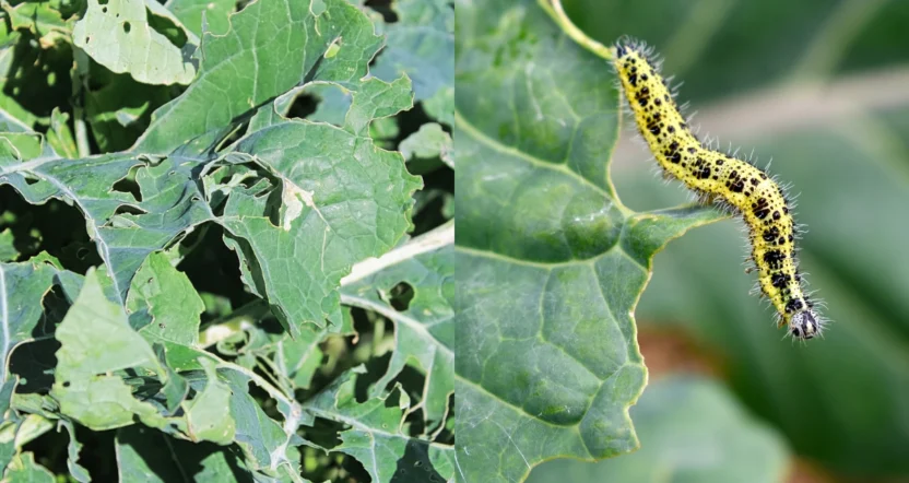 Danni causati dalla cavolaia su foglie di cavolo e bruco giallo della cavolaia in attività