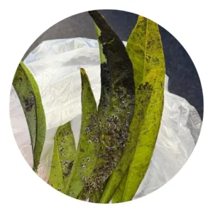 Cocciniglia a scudetto sul limone con danni su foglie e rami