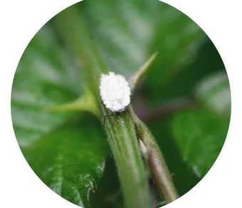 Kit Cocciniglia Limone + Fumaggine: Trattamento Completo