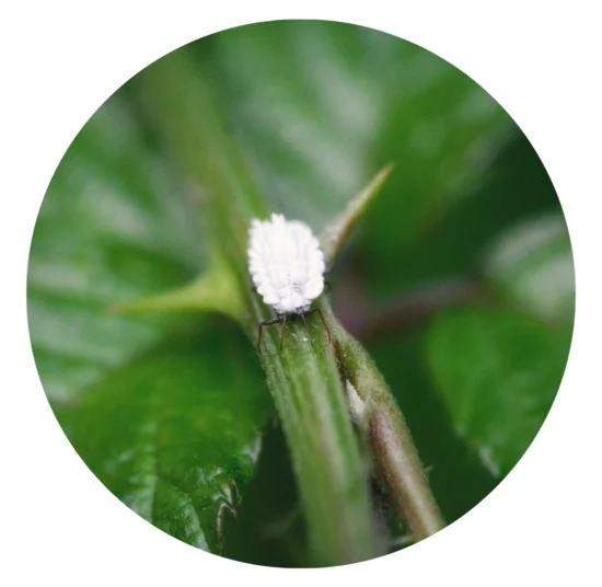 Kit Cocciniglia Limone + Fumaggine: Trattamento Completo