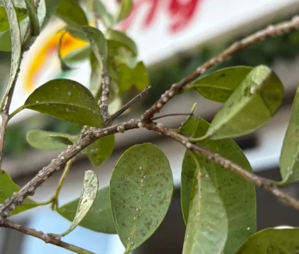 cocciniglia sul limone che causa danni alle foglie