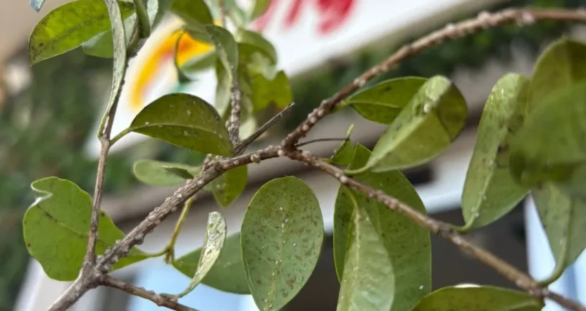 cocciniglia sul limone che causa danni alle foglie
