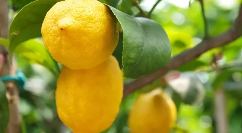 Limone sano e rigoglioso dopo aver applicato i rimedi contro la cocciniglia