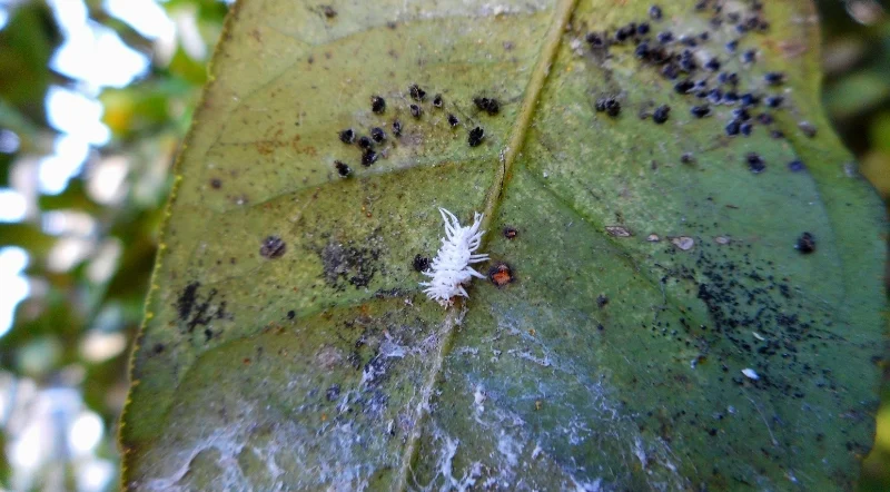 cocciniglia sul limone in primo piano