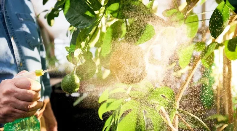 trattamento contro i parassiti delle piante con vaporizzatore