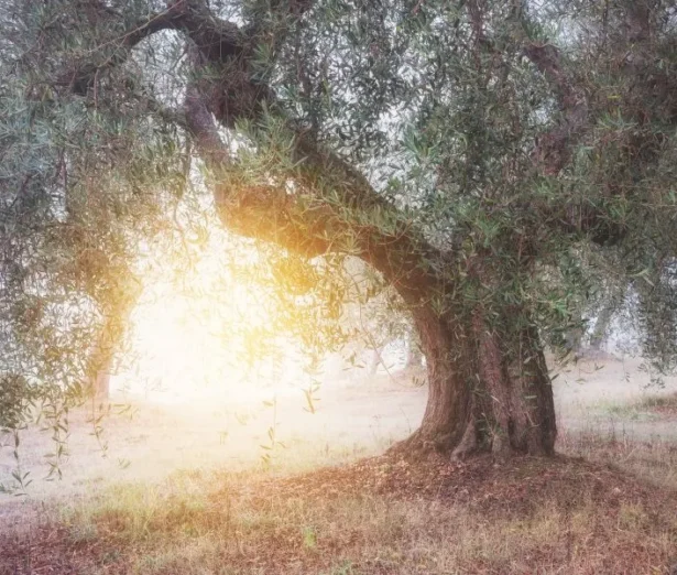 Come aumentare la produzione dell'olivo