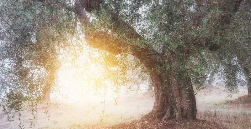 Come aumentare la produzione dell'olivo