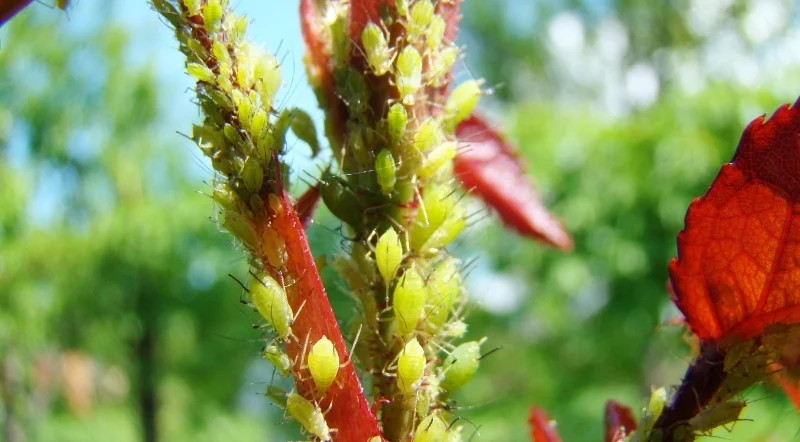 colonie di afidi sulle rose
