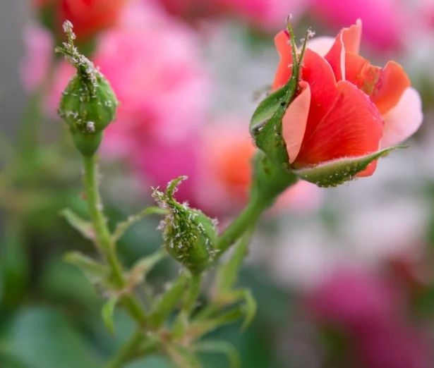 come eliminare gli afidi dalle rose in modo naturale